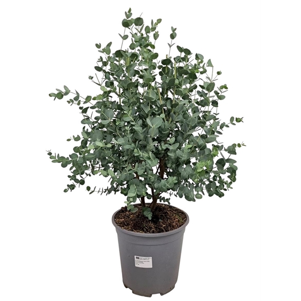 <h4>Eucalyptus Gunnii Bush</h4>