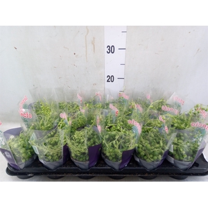 Senecio rowleyanus