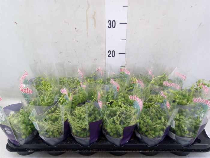 <h4>Senecio rowleyanus</h4>