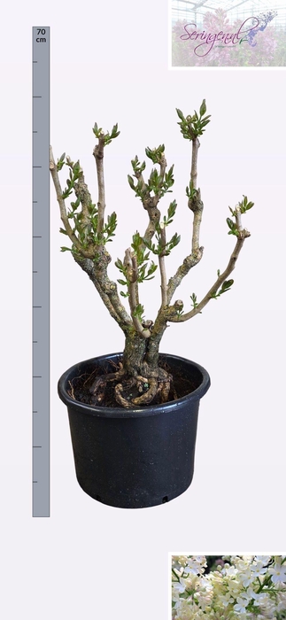 <h4>SYRI V LUCIE BALTET</h4>