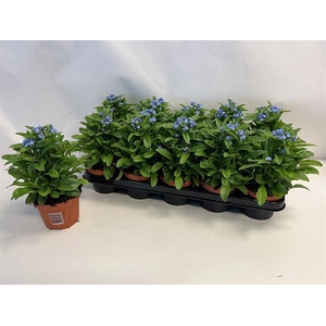 Myosothis Sylvat Mon Amie 12Ø 24cm