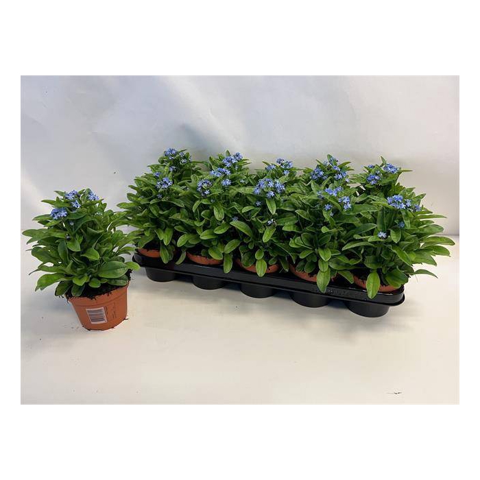 <h4>Myosothis Sylvat Mon Amie 12Ø 24cm</h4>