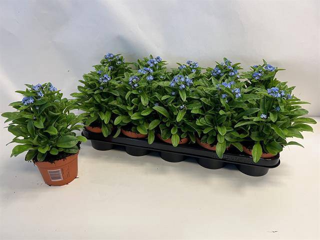 Myosothis Sylvat Mon Amie 12Ø 24cm