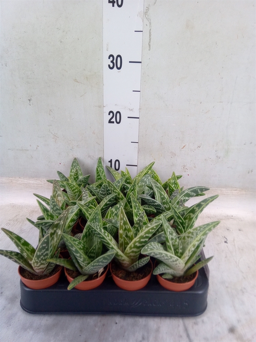 <h4>Aloe variegata</h4>