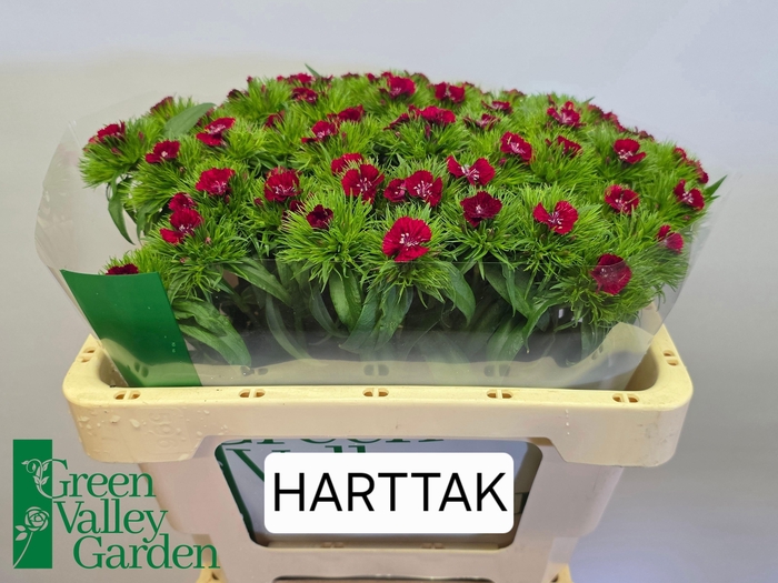 <h4>Di Barb S Will Red</h4>