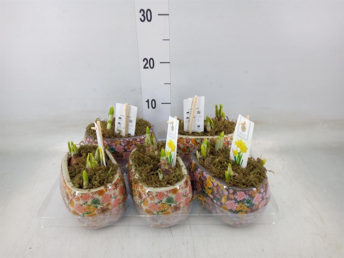 <h4>Arr.  Narcissus Tete Tete H%</h4>