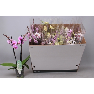 PHAL MF GEM 6 KL