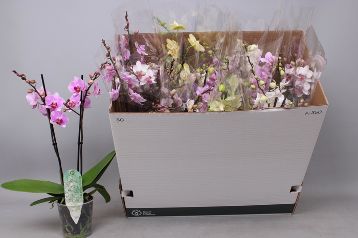 <h4>PHAL MF GEM 6 KL</h4>