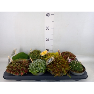 Rotsplanten   ...mix   [Rock plant]