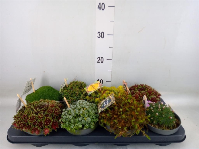 <h4>Rotsplanten   ...mix   [Rock plant]</h4>