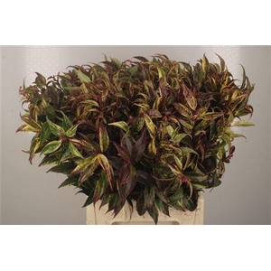 Leucothoe Walteri Rainbow