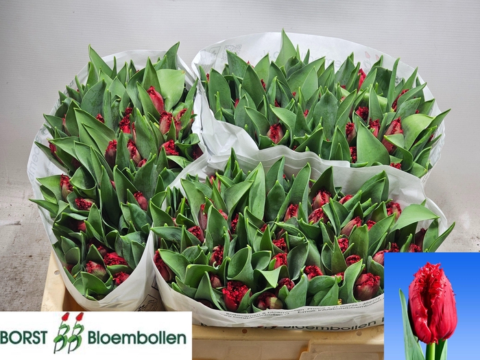 <h4>TU FR INDIANA</h4>