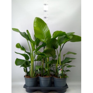 Strelitzia nicolai