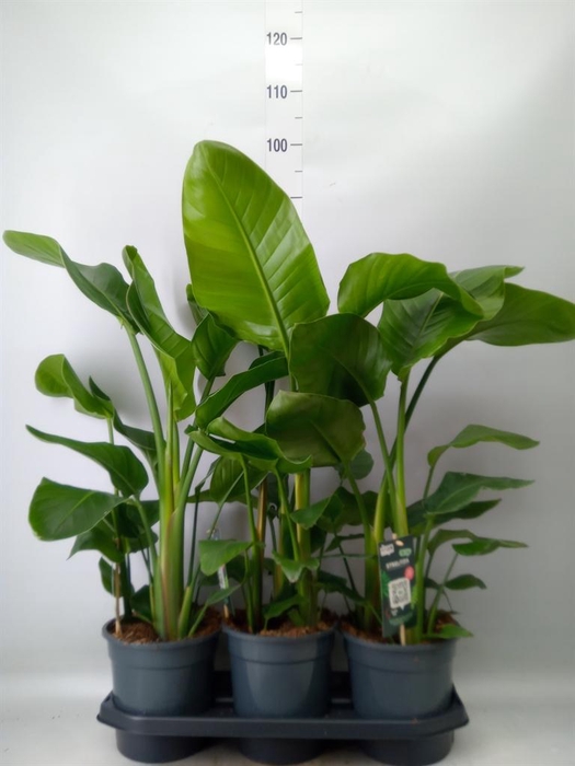 <h4>Strelitzia nicolai</h4>