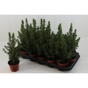 Picea glauca 'Conica'