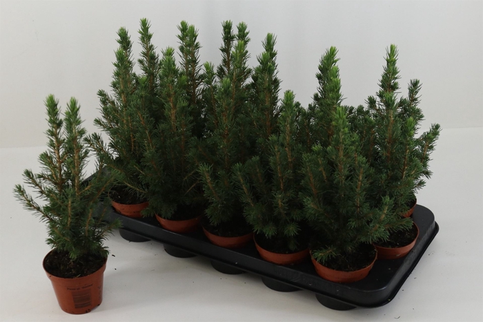 <h4>Picea glauca 'Conica'</h4>