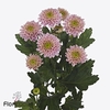Chrys sp letsgo pink