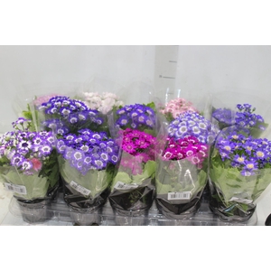 CINERARIA P11