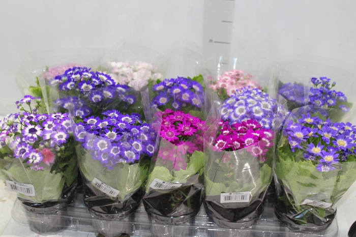 <h4>CINERARIA P11</h4>