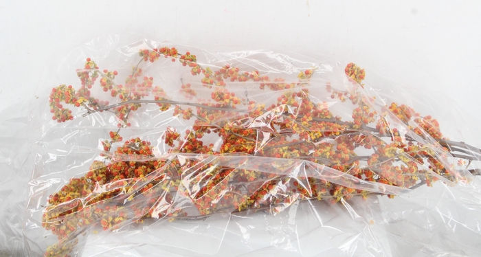<h4>CELAS SC NICO BES 100CM EXTRA</h4>