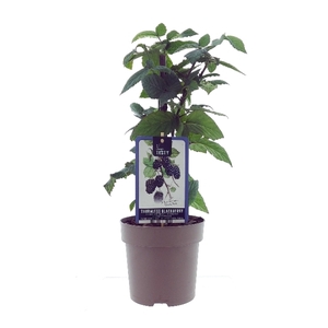Rubus Thornfree