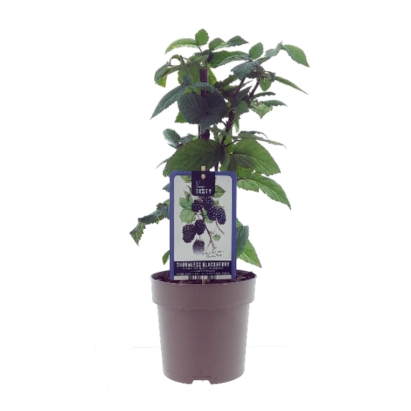 <h4>Rubus Thornfree</h4>