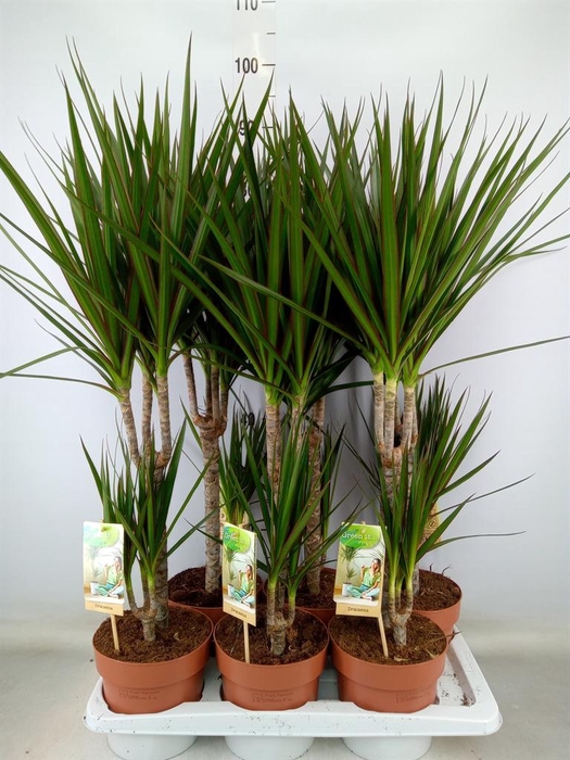 <h4>Dracaena marg.</h4>