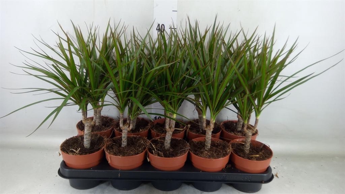 <h4>Dracaena marg.</h4>