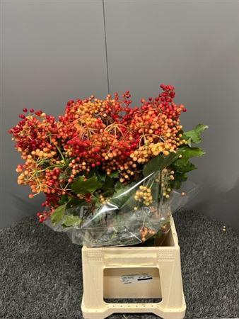 <h4>Pitto Rhombifolia</h4>