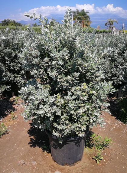 <h4>Metrosideros excelsa</h4>