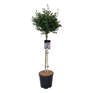 Syringa meyeri 'Palibin'