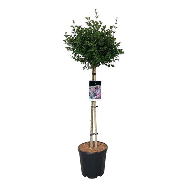 <h4>Syringa meyeri 'Palibin'</h4>