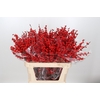 Ilex Rood