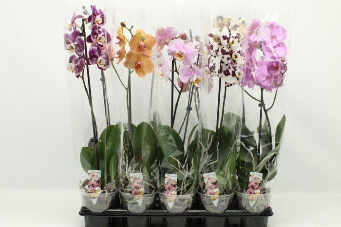 <h4>Gemengd A2 1-tak 60cm</h4>