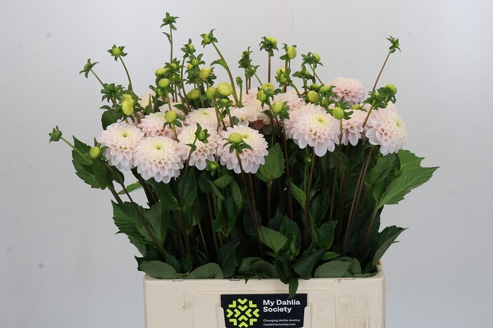 <h4>Dahlia Light Wizard</h4>