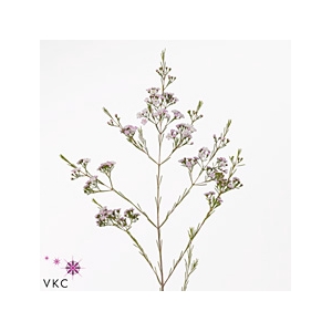 Chamelaucium Dancing Queen