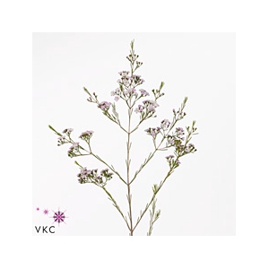 Chamelaucium Dancing Queen