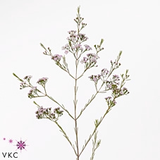 <h4>Chamelaucium Dancing Queen Light Pink</h4>