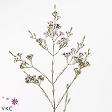 <h4>Chamelaucium Dancing Queen</h4>