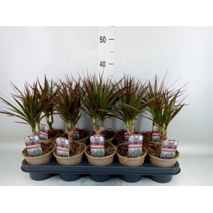 Dracaena marg. 'Magenta'