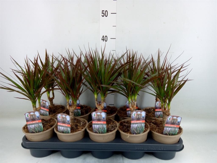<h4>Dracaena marg. 'Magenta'</h4>