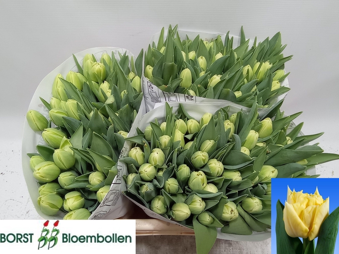 <h4>TU DU AVANT GARDE</h4>