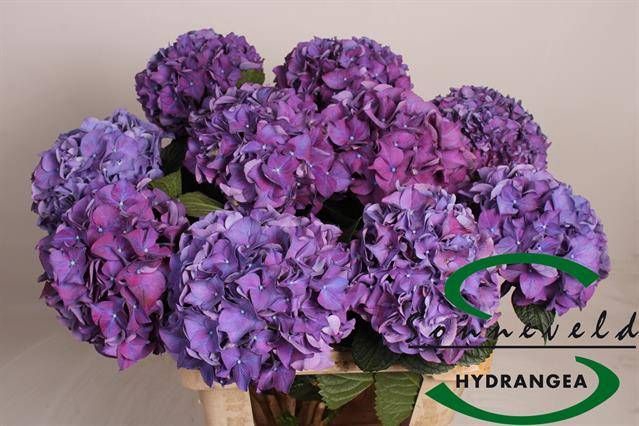 <h4>HYDR M CH RODEO PA</h4>