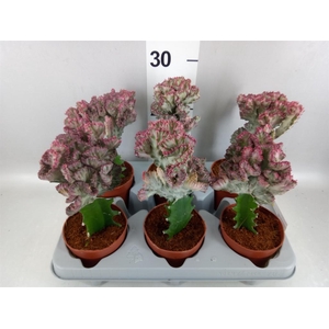 Euphorbia lactea