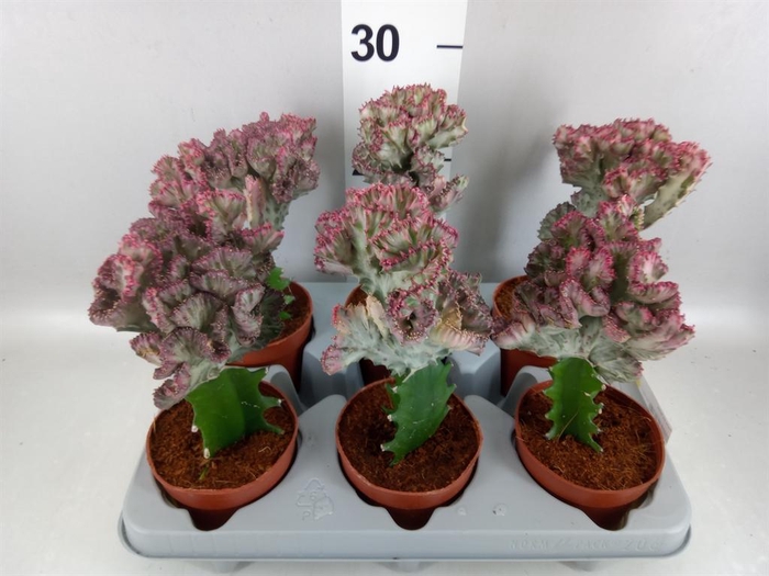 <h4>Euphorbia lactea</h4>