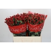 Hypericum True Romance