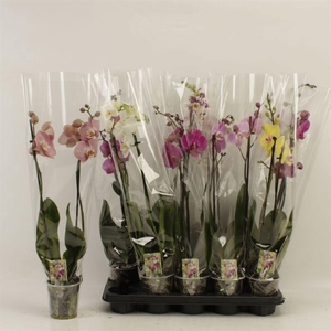 PHAL GEM