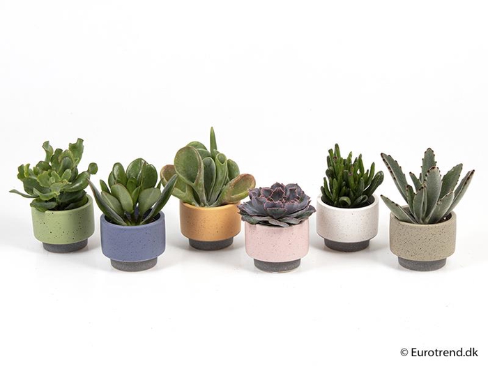 <h4>SUCCULENT MIX P6 E 2023</h4>