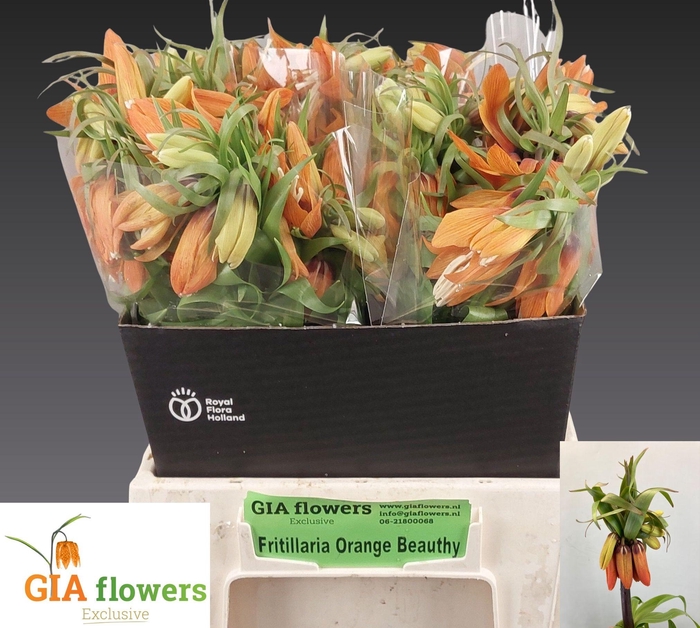 <h4>FRIT IM ORANGE BEAUT</h4>