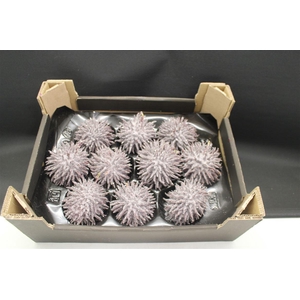 Egels Bordeaux Glitter